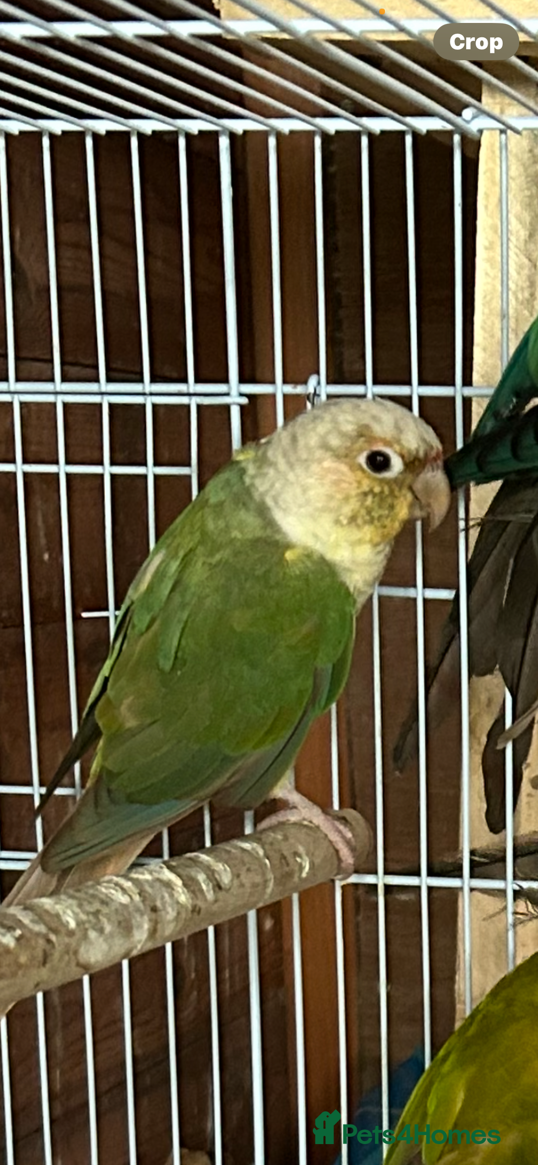 Ringnecks birds for sale: Ringnick proven breeding pairs  - Advert 7