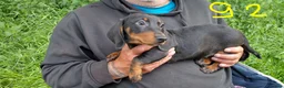 Miniature Dachshund dogs for sale: 4 dachshund puppies very cute  - Advert 4