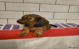 Miniature Dachshund dogs for sale: Full of champions!!! pra clear mini dachshunds in South Shields - Image 17
