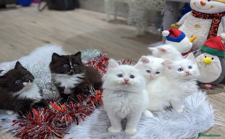 Ragdoll cats Ragdoll kittens - Advert 3