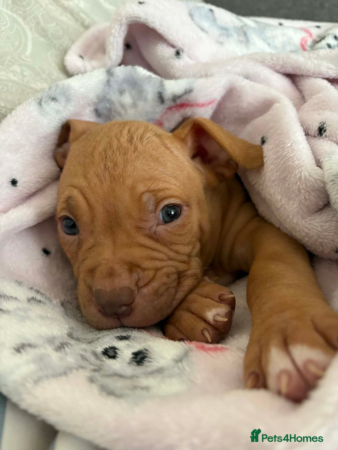 American Bulldog dogs Gorgous American bulldog for sale - Advert 4