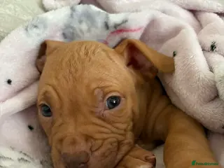 American Bulldog dogs Gorgous American bulldog for sale - Advert 4