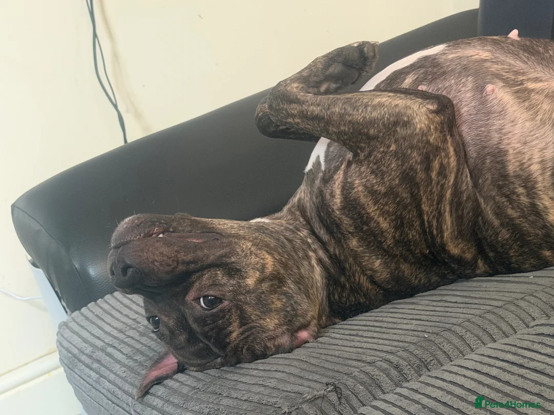 Staffordshire Bull Terrier dogs for sale: Staffordshire bull terrier female  - Advert 2