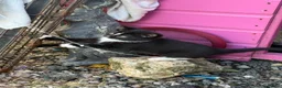 Mixed Breed cats for sale: Ragdoll cross kittens  - Advert 7