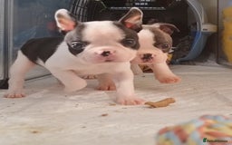 Boston Terrier dogs for sale: Beautiful Boston Terriers pups - Image 22