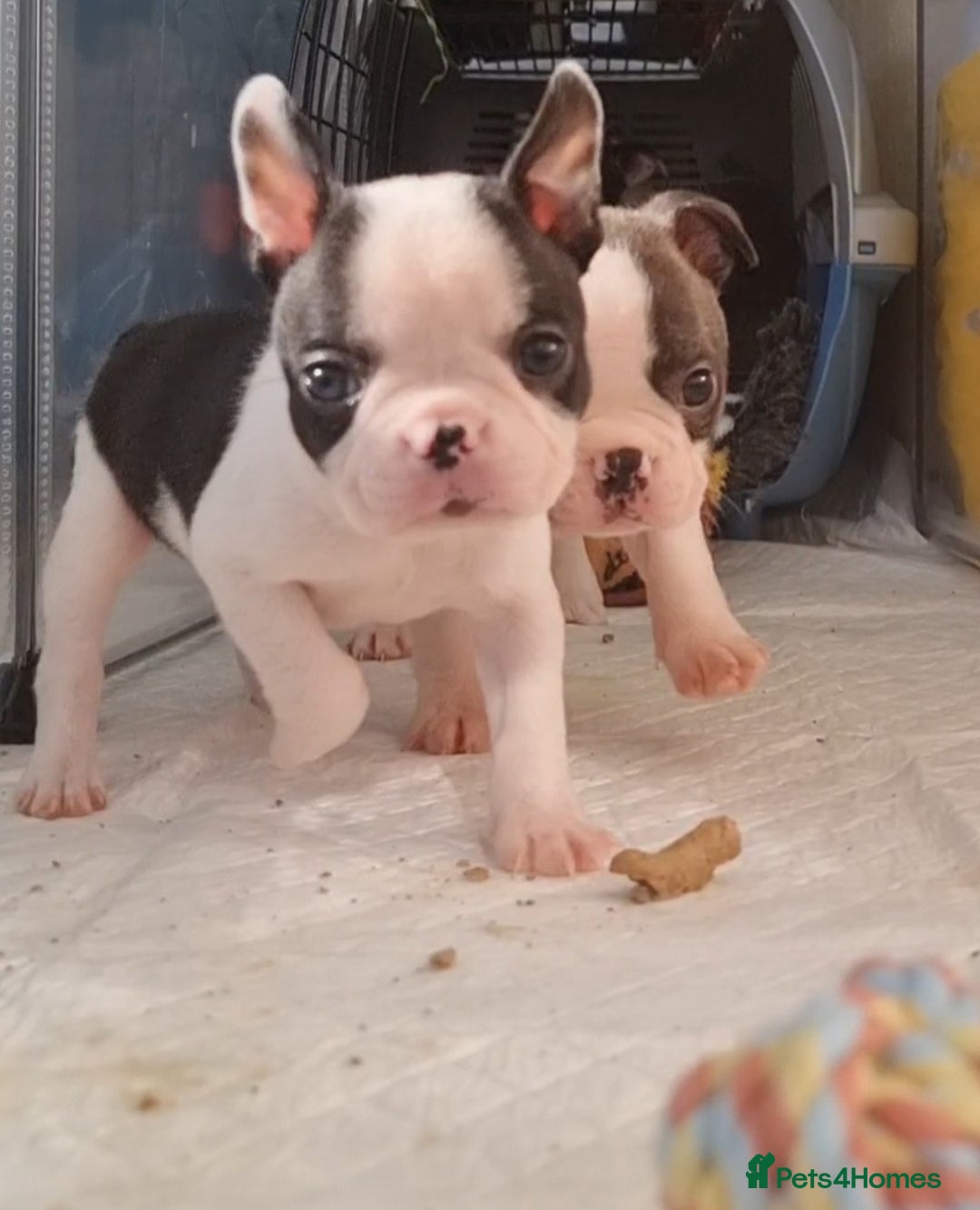 Boston Terrier dogs for sale: Beautiful Boston Terriers pups - Image 22
