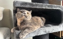British Shorthair cats for sale: 1.9 y/o year old GCCF Active female - Image 3