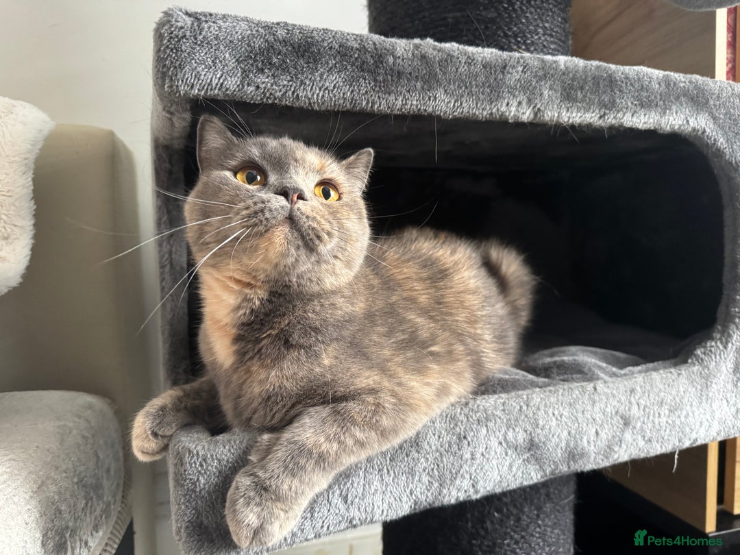 British Shorthair cats for sale: 1.9 y/o year old GCCF Active female - Image 3
