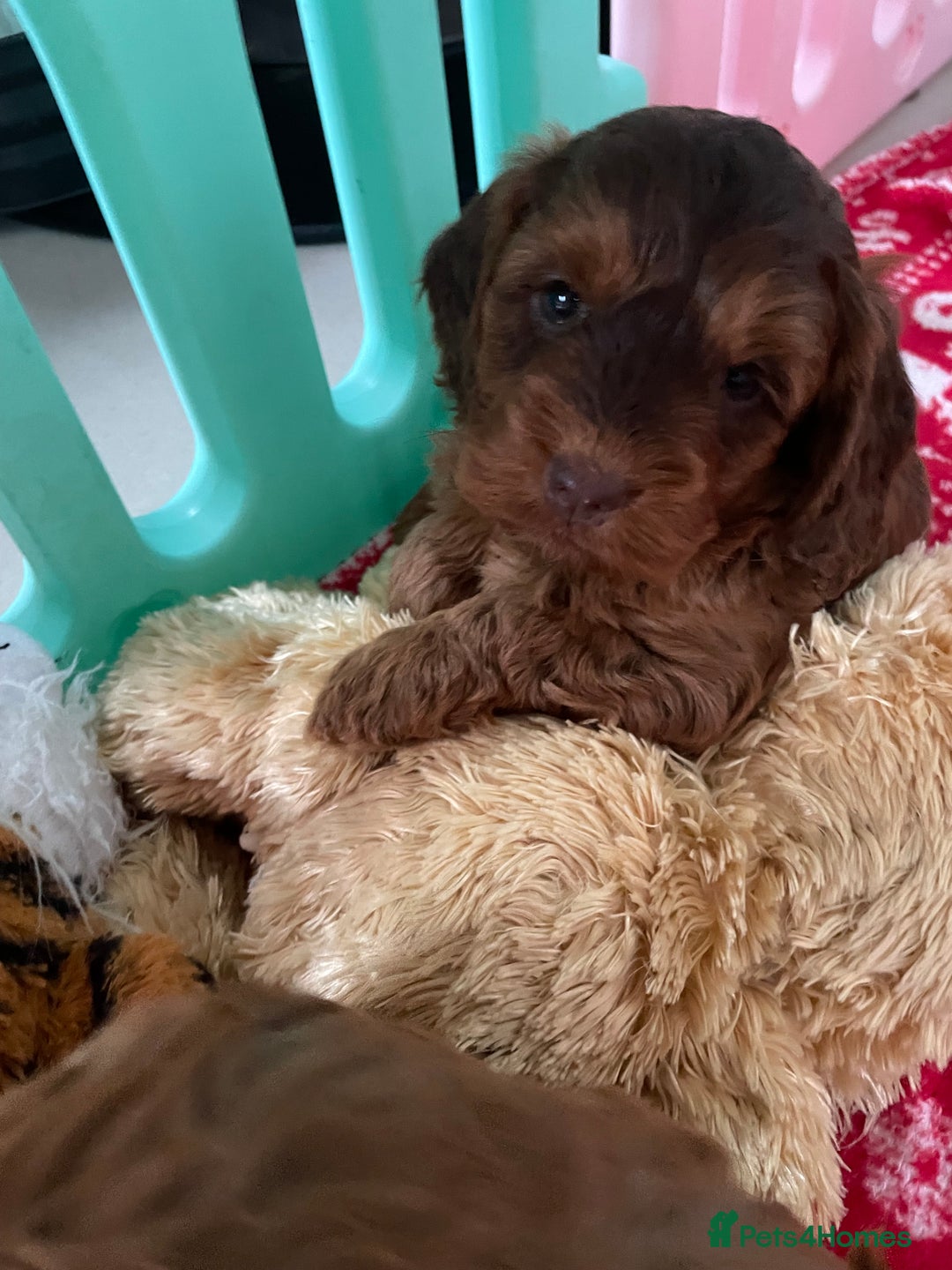Cockapoo dogs for sale: F1 MINIATURE SHOWLINE COCKAPOO PUPPIES - Advert 21