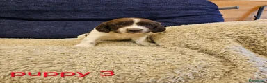 English Springer Spaniel 3