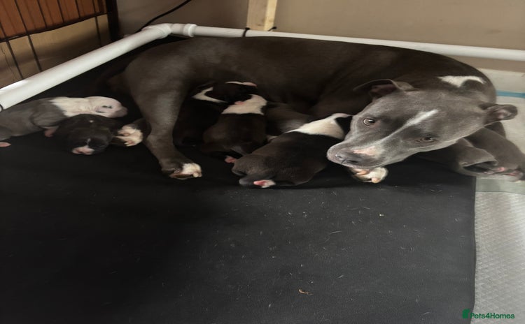 Staffordshire Bull Terrier dogs in Chatteris - Advert 3