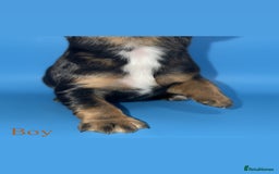 Cocker Spaniel dogs for sale: 🤎Show cocker spaniels🤎 - Image 2