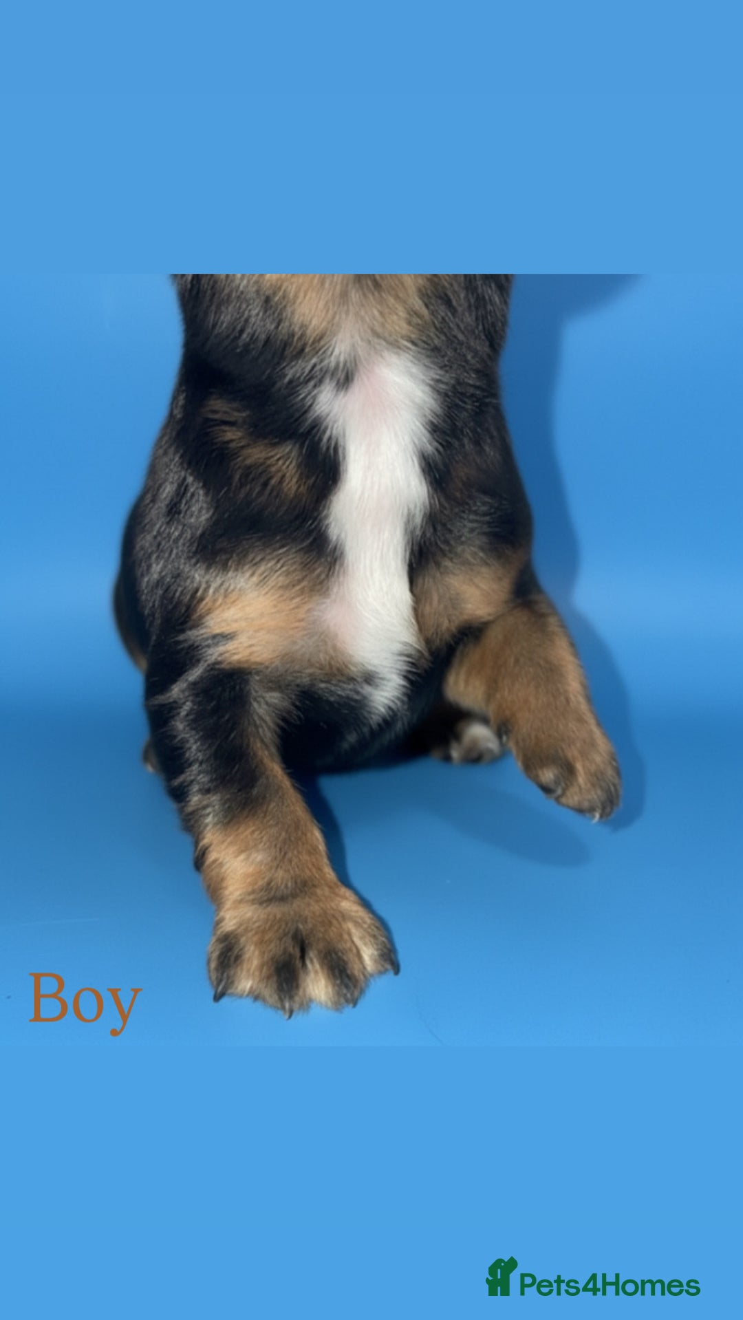 Cocker Spaniel dogs for sale: 🤎Show cocker spaniels🤎 - Image 2