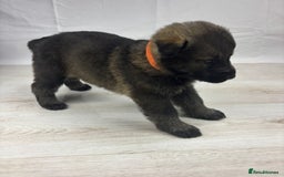 German Shepherd dogs for sale: Chunky German Shepherd Working Line Puppies  - Image 8