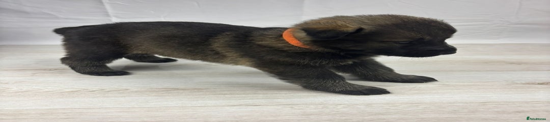 German Shepherd Puppy 5