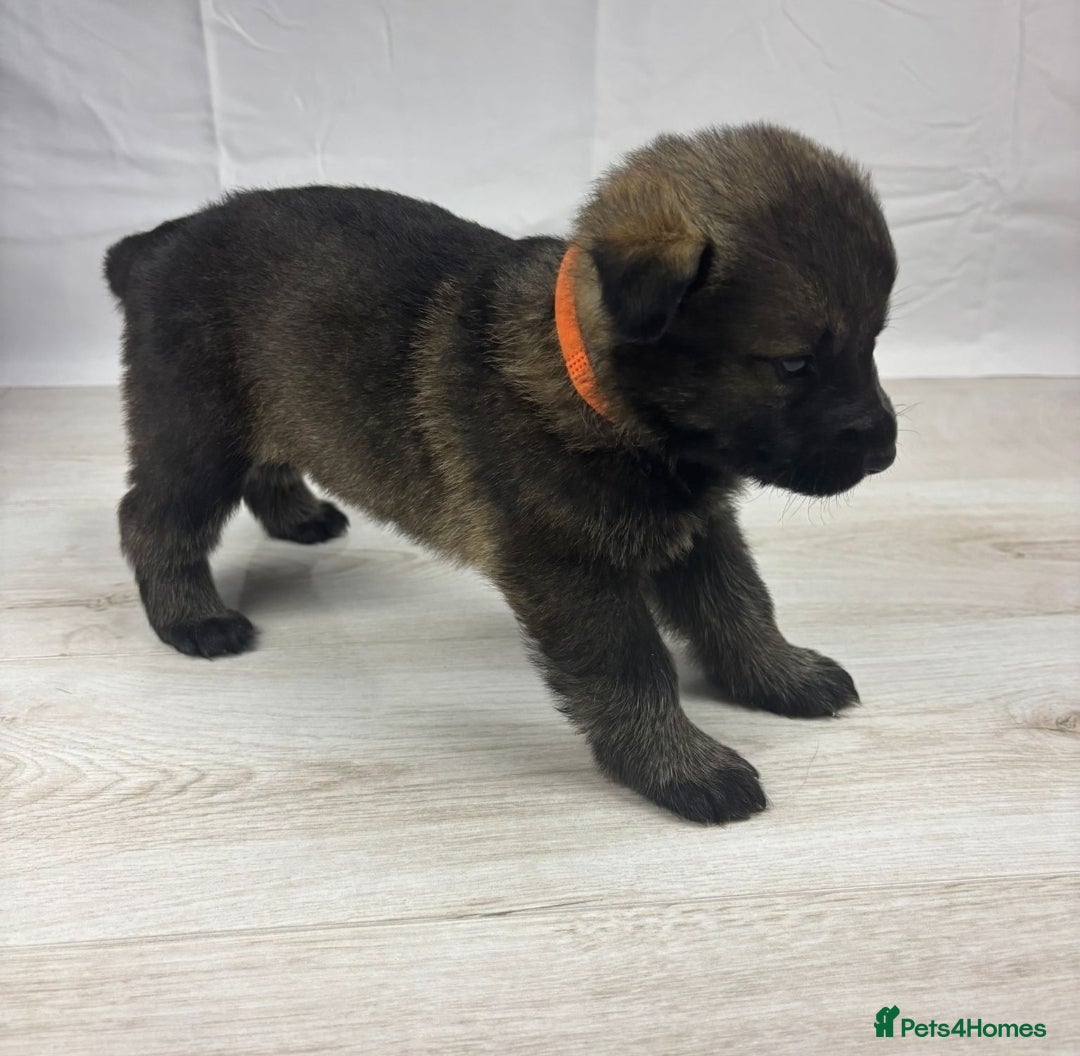 German Shepherd dogs for sale: Chunky German Shepherd Working Line Puppies  - Image 8