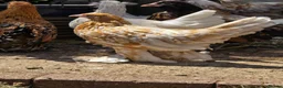 Chickens poultry for sale: Sablepoot Pullets - Advert 4