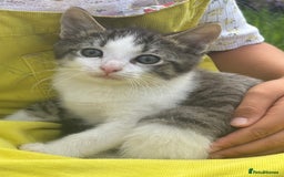 Mixed Breed cats for sale: kittens looking for their forever home - Image 2