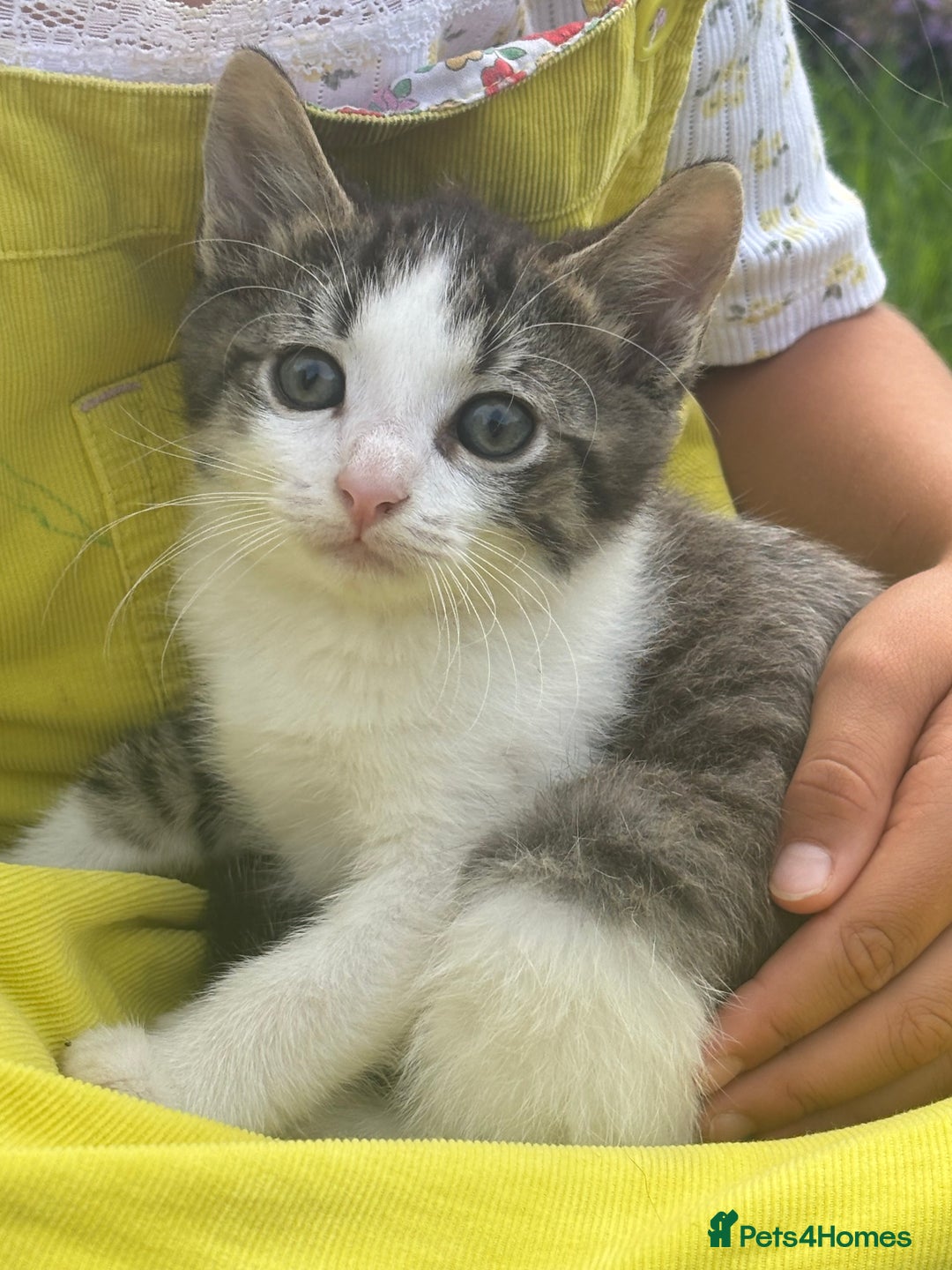 Mixed Breed cats for sale: kittens looking for their forever home - Image 2