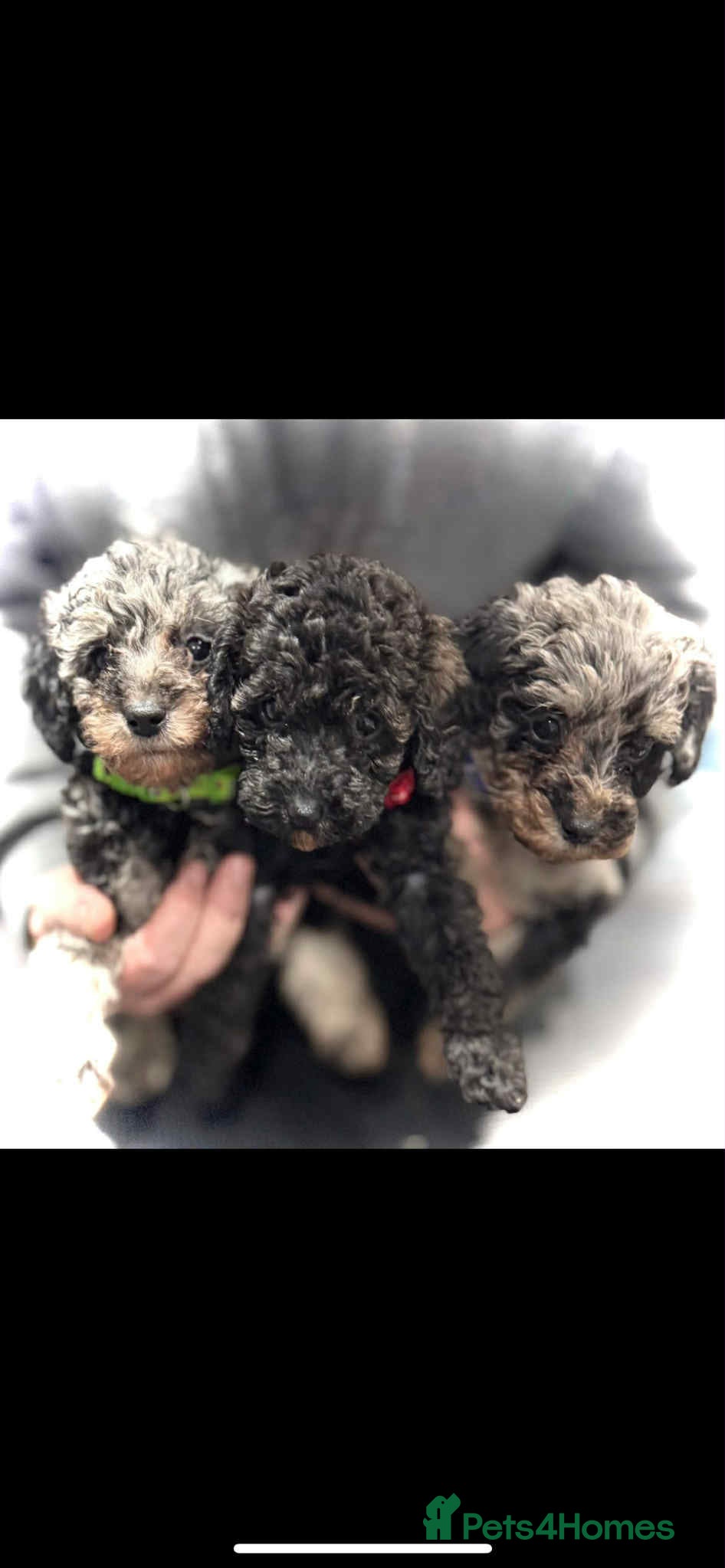 Miniature Poodle dogs Miniature poodles  - Advert 18