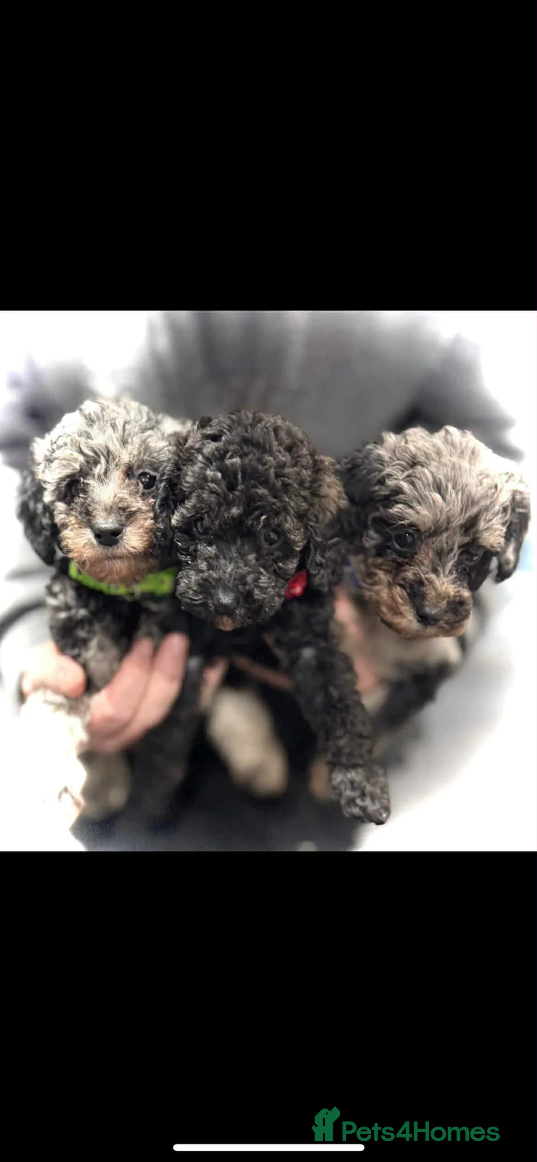 Miniature Poodle dogs for sale: Miniature poodles  - Advert 1