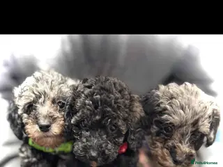 Miniature Poodle dogs Miniature poodles - Advert 18