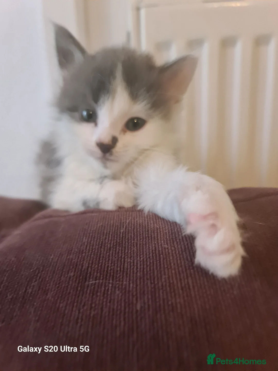 Siberian cats for sale: Kittens - Advert 28