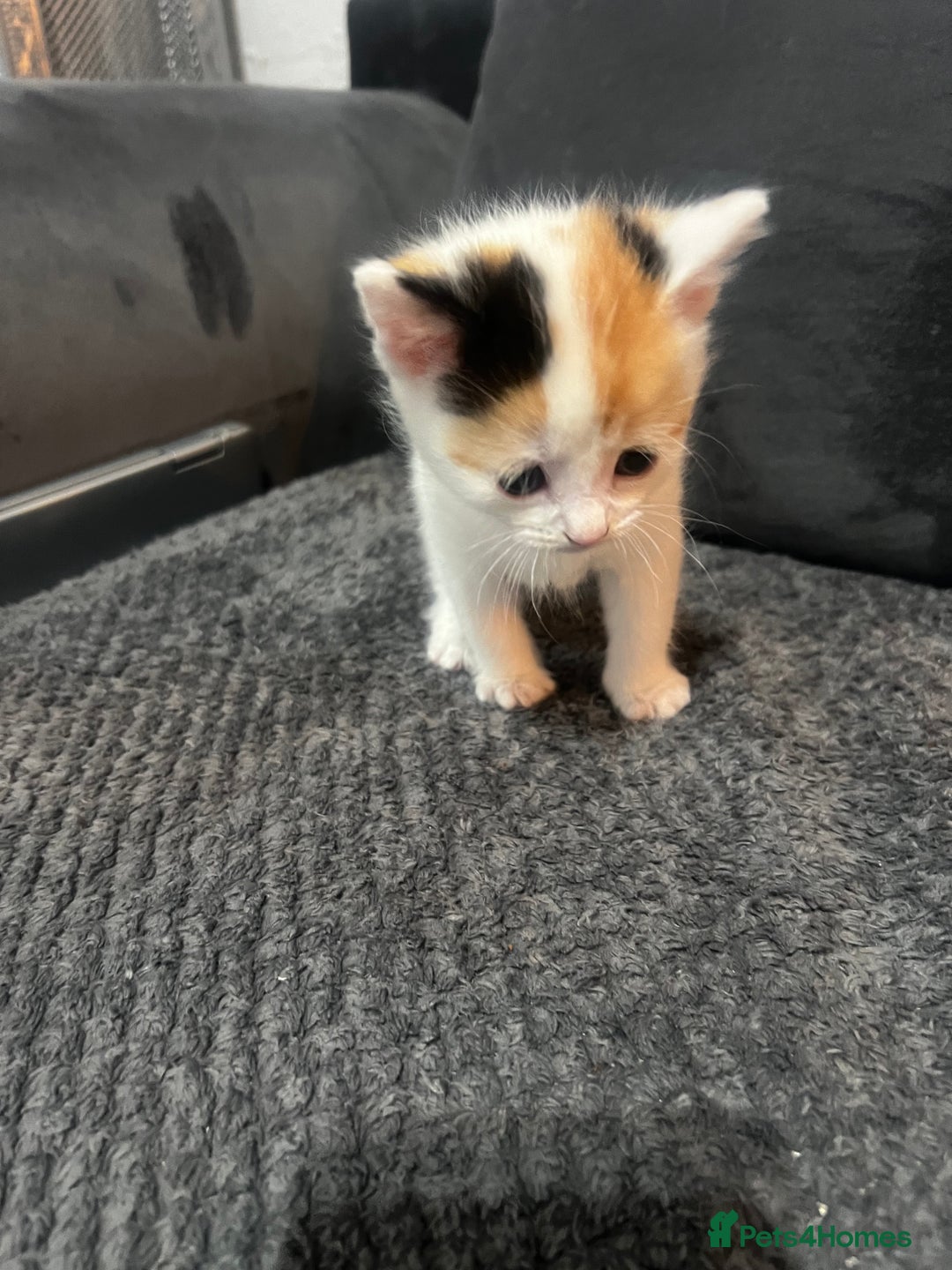 Mixed Breed cats for sale: Beautiful kittens  - Advert 4