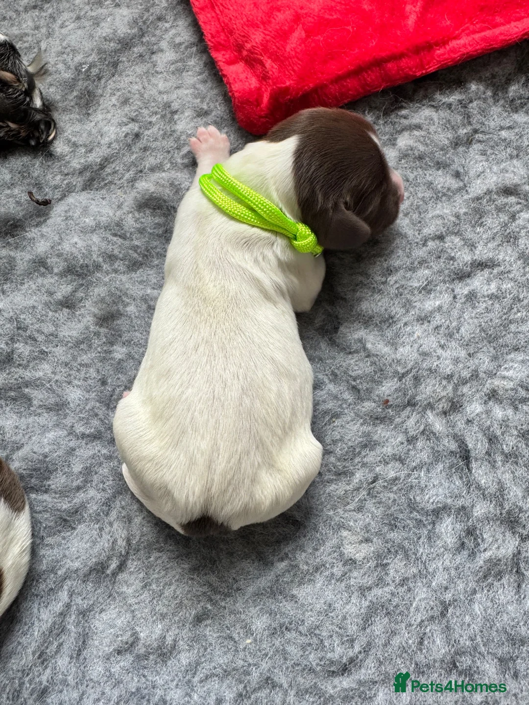 English Springer Spaniel dogs for sale: KC Champion bred Springer Spaniels - Advert 25