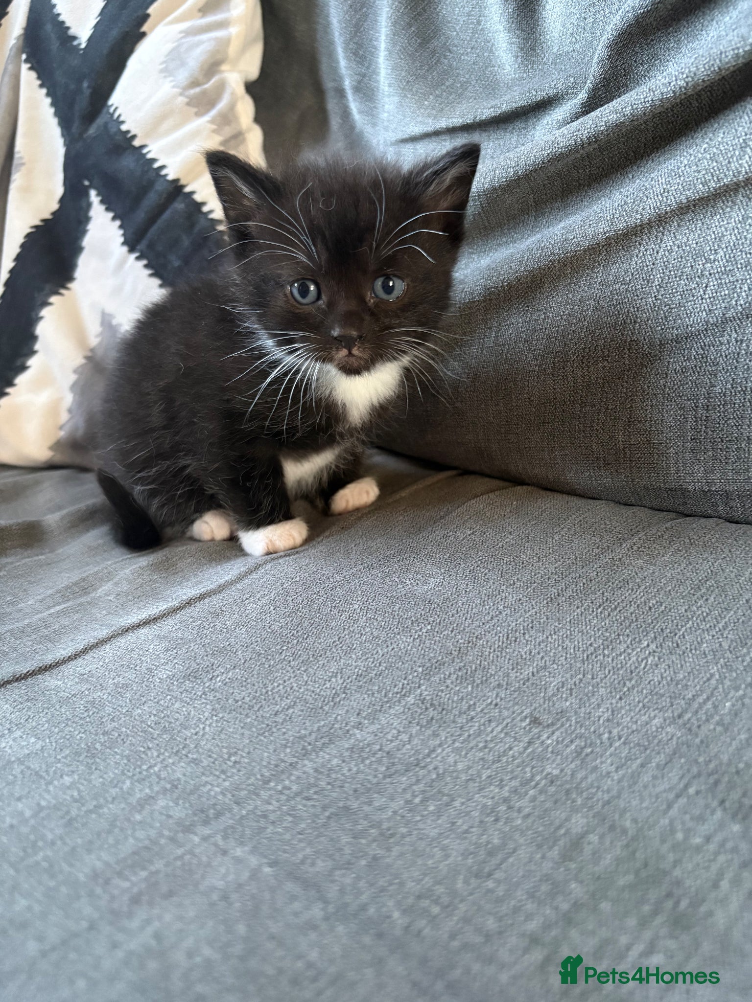 Mixed Breed cats 4 mixed breed kittens 2 female & 2 male - Advert 1