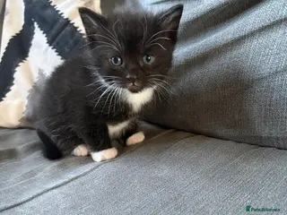 Mixed Breed cats 4 mixed breed kittens 2 female & 2 male - Advert 9