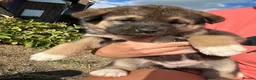 Akita dogs for sale: Akita puppy’s  - Advert 17