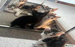 Mixed Breed cats for sale: Kittens  - Image 2