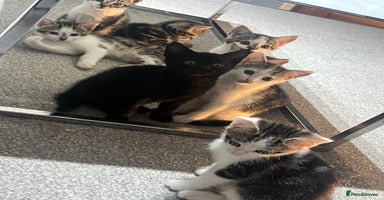 Mixed Breed cats - Advert 6