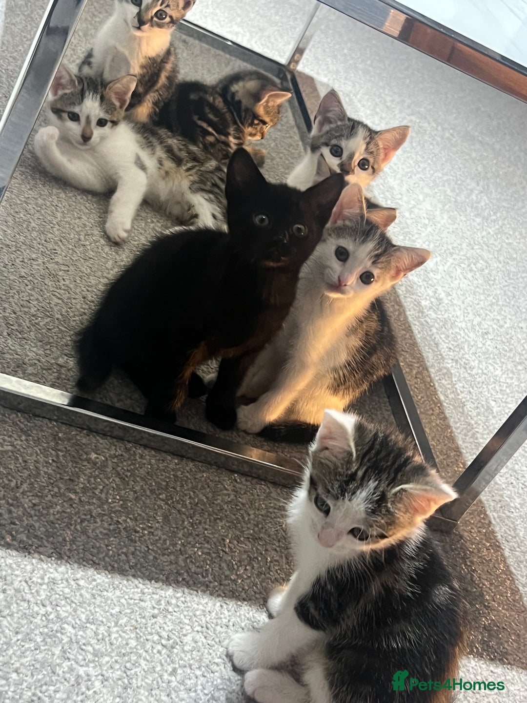 Mixed Breed cats for sale: Kittens  - Image 2