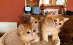 British Shorthair cats for sale: 3 Lovely Golden BSH males - Image 3