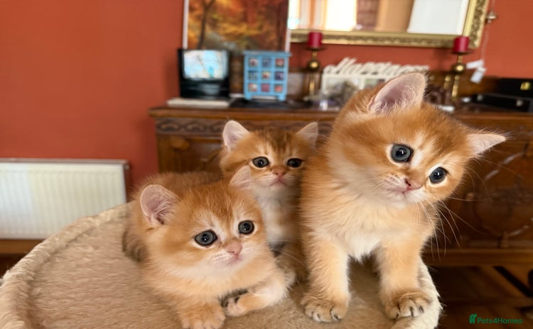 British Shorthair cats - Advert 4