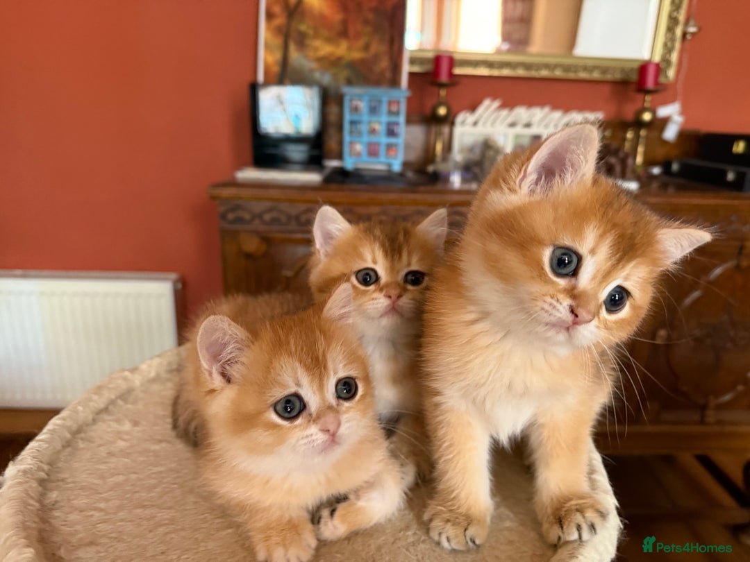 British Shorthair cats for sale: 3 Lovely Golden BSH males - Image 3