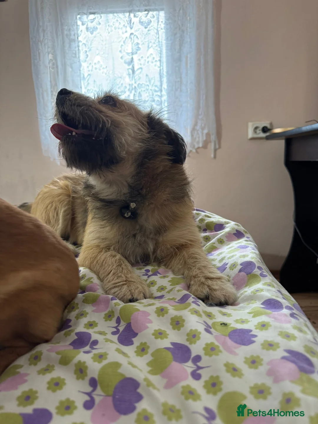 Mixed Breed dogs for adoption: 🐾 Meet COOKIE -  Your Little Ray of Sunshine ☀️💛 - Advert 8