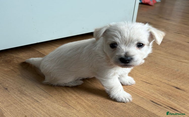 West Highland Terrier dogs - Advert 1