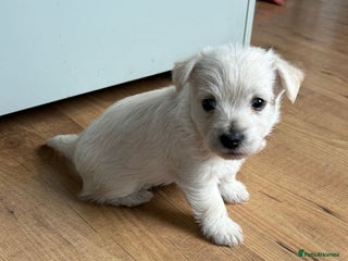 West Highland Terrier dogs - Advert 4