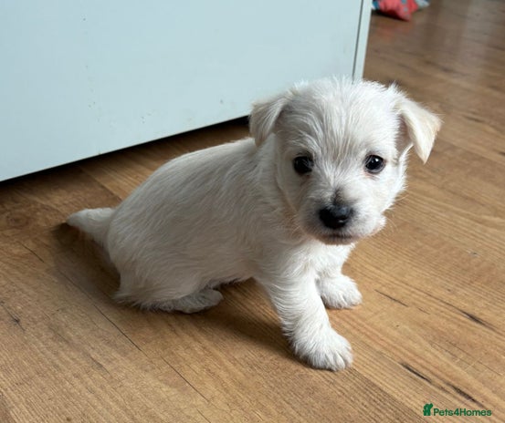 West Highland Terrier dogs - Advert 1