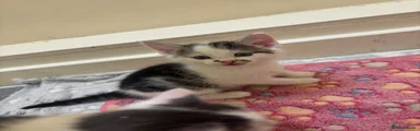 Tabby