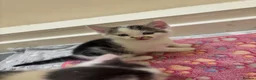 Mixed Breed cats for sale: 5 cute kittens - MALE AND FEMALE - Advert 9