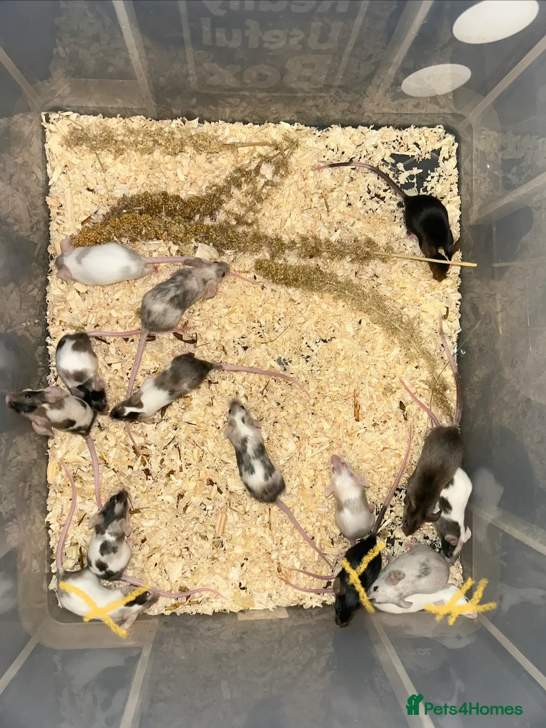 Mouse rodents for sale: Boys and girls young colourful mices  - Advert 1