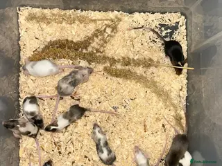 Mouse rodents Boys and girls young colourful mices - Advert 1