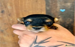Yorkshire Terrier dogs for sale: Miniature pedigree Yorkshire Terrier  - Image 10