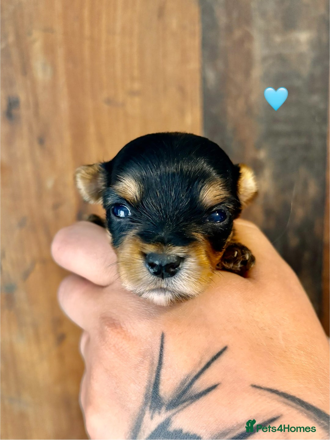Yorkshire Terrier dogs for sale: Miniature pedigree Yorkshire Terrier  - Image 10