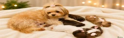 Shih Tzu dogs for sale: Chocolate Shih Tzu Puppies Ready June - Advert 2