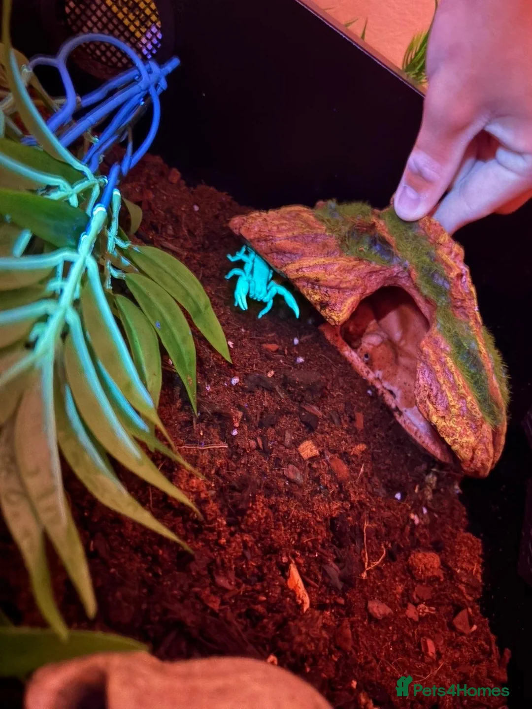 Scorpions invertebrates for sale: Asian forest scorpion - Advert 5